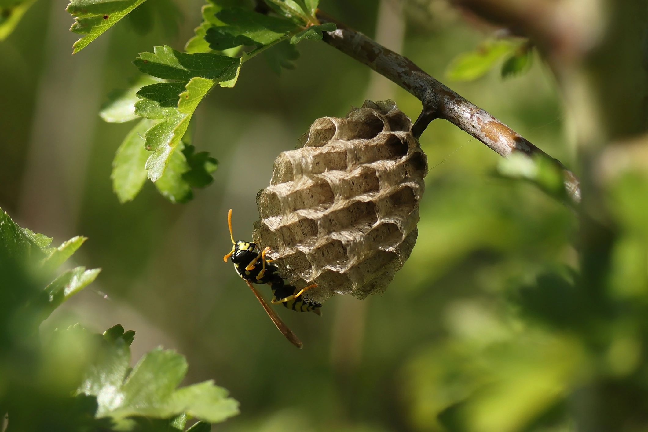 Small wasp nest attached to an outdoor branch
